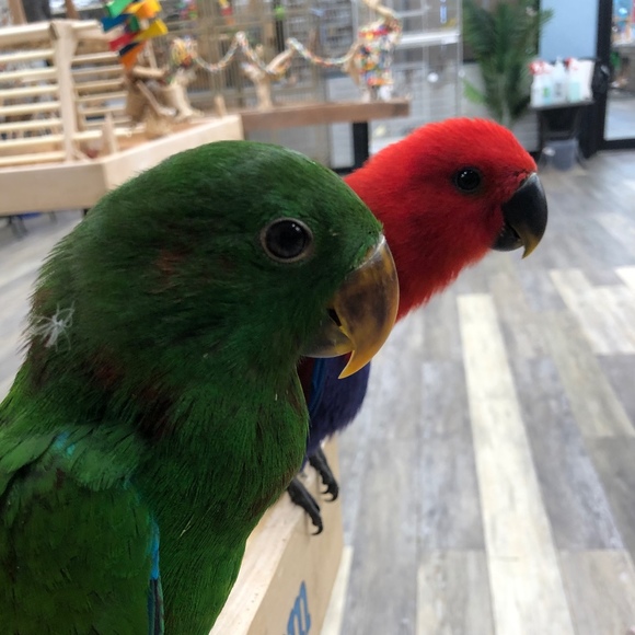 Meet your Posher, Kylee - Picture 1 of 1